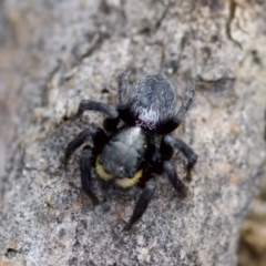 Salticidae sp. 'Golden palps' at Gungahlin, ACT - 27 Aug 2023 02:48 PM