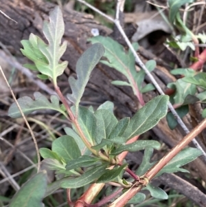 Lonicera japonica at Hackett, ACT - 1 Sep 2023 05:16 PM