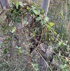 Lonicera japonica at Hackett, ACT - 1 Sep 2023 05:16 PM