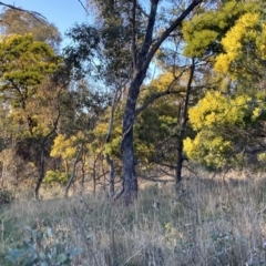 Acacia decurrens (Green Wattle) at Hackett, ACT - 3 Sep 2023 by waltraud