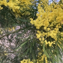 Acacia decurrens at Hackett, ACT - 3 Sep 2023 05:38 PM