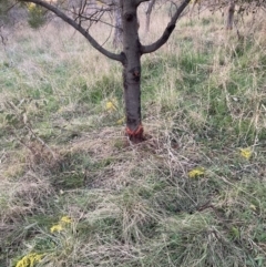 Acacia decurrens at Hackett, ACT - 3 Sep 2023 05:38 PM