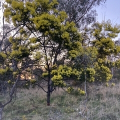 Acacia decurrens at Hackett, ACT - 3 Sep 2023 05:38 PM