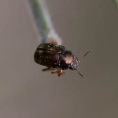 Cryptocephalinae (sub-family) at Mulligans Flat - 27 Aug 2023 by KorinneM