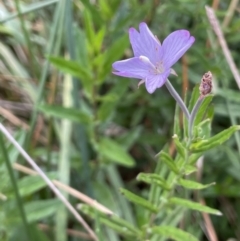 Epilobium billardiereanum subsp. hydrophilum at Braidwood, NSW - 22 Mar 2023 by JaneR