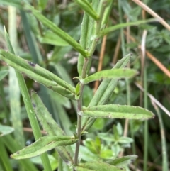 Epilobium pallidiflorum at Braidwood, NSW - 22 Mar 2023 12:52 PM