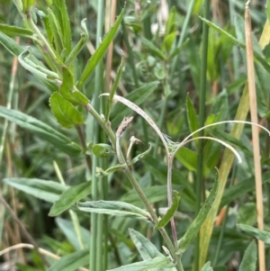 Epilobium pallidiflorum at Braidwood, NSW - 22 Mar 2023 12:52 PM