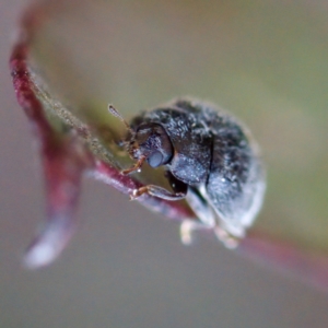 Coccinellidae (family) at Gungahlin, ACT - 27 Aug 2023 03:00 PM