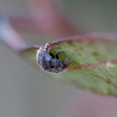 Coccinellidae (family) at Gungahlin, ACT - 27 Aug 2023 03:00 PM