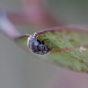 Coccinellidae (family) at Gungahlin, ACT - 27 Aug 2023 03:00 PM