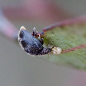 Coccinellidae (family) at Gungahlin, ACT - 27 Aug 2023