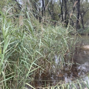 Phragmites australis at Bendoura, NSW - 22 Mar 2023