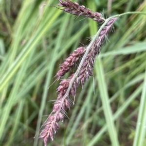 Echinochloa crus-galli at Krawarree, NSW - 22 Mar 2023