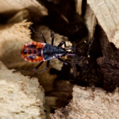 Dindymus versicolor (Harlequin Bug) at Mulligans Flat - 27 Aug 2023 by KorinneM