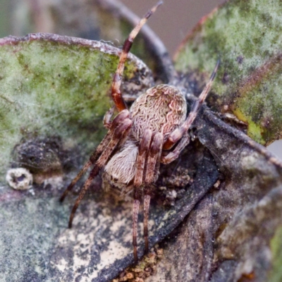 Salsa fuliginata (Sooty Orb-weaver) at Mulligans Flat - 27 Aug 2023 by KorinneM