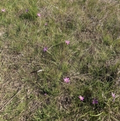 Romulea rosea var. australis (Onion Grass) at Majura, ACT - 2 Sep 2023 by waltraud