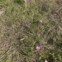 Romulea rosea var. australis at Majura, ACT - 2 Sep 2023 02:04 PM