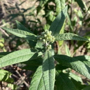 Olearia lirata at Majura, ACT - 2 Sep 2023