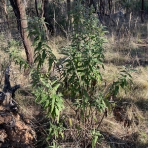 Olearia lirata at Majura, ACT - 2 Sep 2023