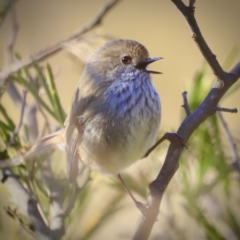 Acanthiza pusilla (Brown Thornbill) at Weston, ACT - 2 Sep 2023 by JimL