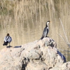 Microcarbo melanoleucos (Little Pied Cormorant) at Molonglo Valley, ACT - 3 Sep 2023 by JimL