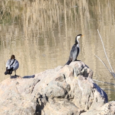 Microcarbo melanoleucos (Little Pied Cormorant) at Molonglo Valley, ACT - 3 Sep 2023 by JimL