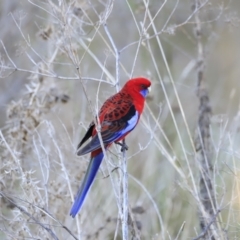 Platycercus elegans (Crimson Rosella) at Weston, ACT - 2 Sep 2023 by JimL