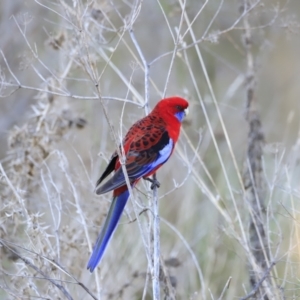 Platycercus elegans at Weston, ACT - 3 Sep 2023