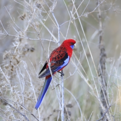 Platycercus elegans (Crimson Rosella) at Weston, ACT - 2 Sep 2023 by JimL