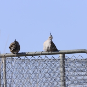 Ocyphaps lophotes at Weston, ACT - 3 Sep 2023