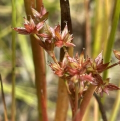 Juncus fockei (A Rush) at Larbert, NSW - 8 Mar 2023 by JaneR