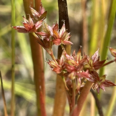 Juncus fockei (A Rush) at Larbert, NSW - 8 Mar 2023 by JaneR