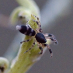 Lampona sp. (genus) (White-tailed spider) at Mulligans Flat - 27 Aug 2023 by KorinneM