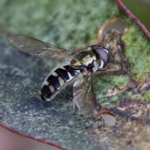 Melangyna sp. (genus) at Gungahlin, ACT - 27 Aug 2023