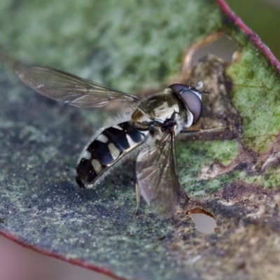 Melangyna sp. (genus) (Hover Fly) at Mulligans Flat - 27 Aug 2023 by KorinneM