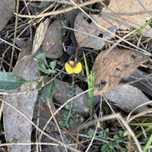 Bossiaea buxifolia at Majura, ACT - 2 Sep 2023 03:59 PM