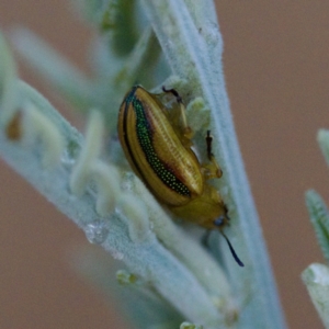 Calomela juncta at Gungahlin, ACT - 27 Aug 2023