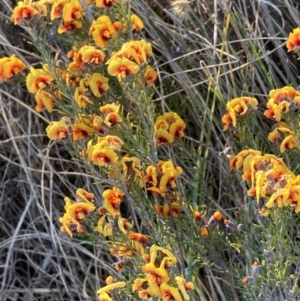 Dillwynia sp. Yetholme (P.C.Jobson 5080) NSW Herbarium at Majura, ACT - 2 Sep 2023