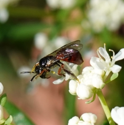 Exoneura sp. (genus) (A reed bee) at Ulladulla, NSW - 3 Aug 2023 by RobG1