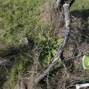 Echium plantagineum at Yarralumla, ACT - 3 Sep 2023