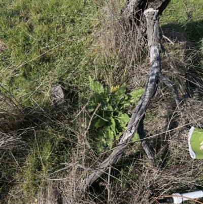Echium plantagineum (Paterson's Curse) at Belconnen, ACT - 3 Sep 2023 by lbradley