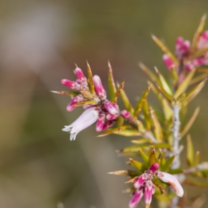 Lissanthe strigosa subsp. subulata at Gungahlin, ACT - 27 Aug 2023