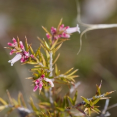 Lissanthe strigosa subsp. subulata at Gungahlin, ACT - 27 Aug 2023 02:44 PM