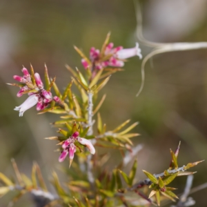 Lissanthe strigosa subsp. subulata at Gungahlin, ACT - 27 Aug 2023