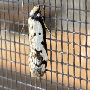 Philobota lysizona at Jerrabomberra, NSW - suppressed