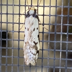 Philobota lysizona at Jerrabomberra, NSW - suppressed