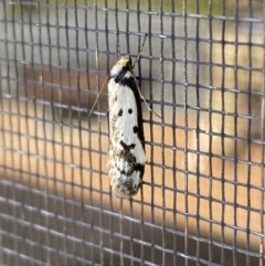 Philobota lysizona at Jerrabomberra, NSW - suppressed