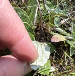 Cymbonotus sp. (preissianus or lawsonianus) at Yarralumla, ACT - 3 Sep 2023