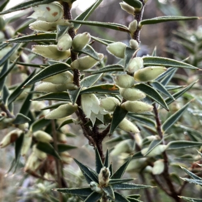 Melichrus urceolatus (Urn Heath) at Googong, NSW - 3 Sep 2023 by Wandiyali