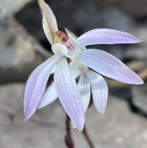 Caladenia fuscata at Bruce, ACT - suppressed